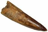 Fossil Spinosaurus Tooth - Real Dinosaur Tooth #350085-1